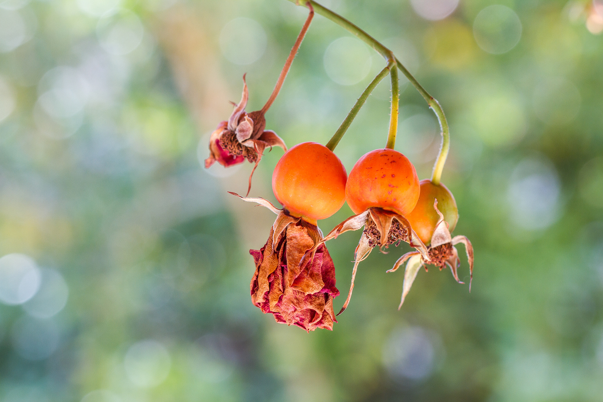 Canon EOS 7D + Canon EF 100mm F2.8L Macro IS USM sample photo. Time takes away... photography