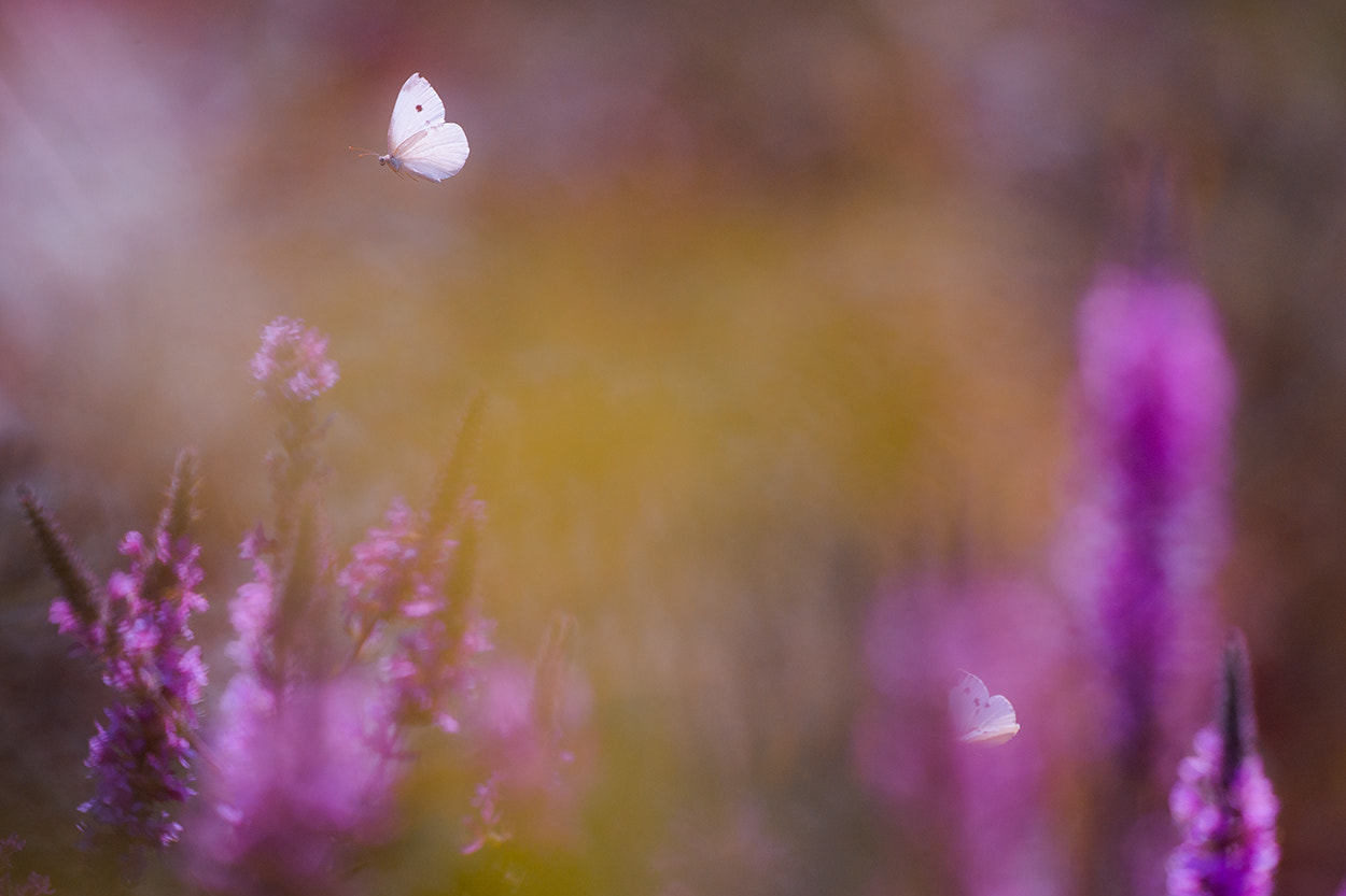 Nikon D800 + Sigma 500mm F4.5 EX DG HSM sample photo. Buterfly's world photography