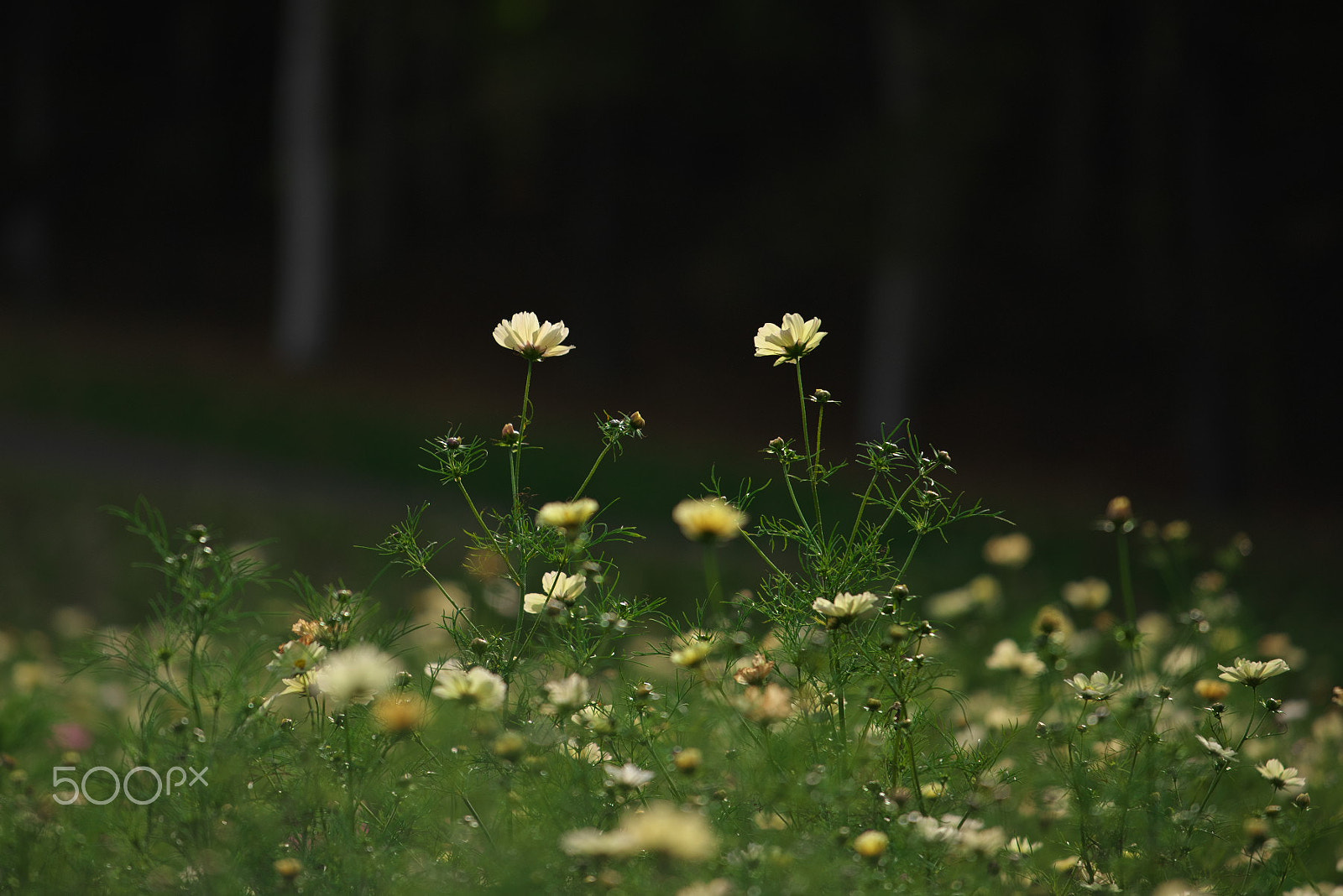 VR 70-200mm F/4.0 G sample photo. Twin photography