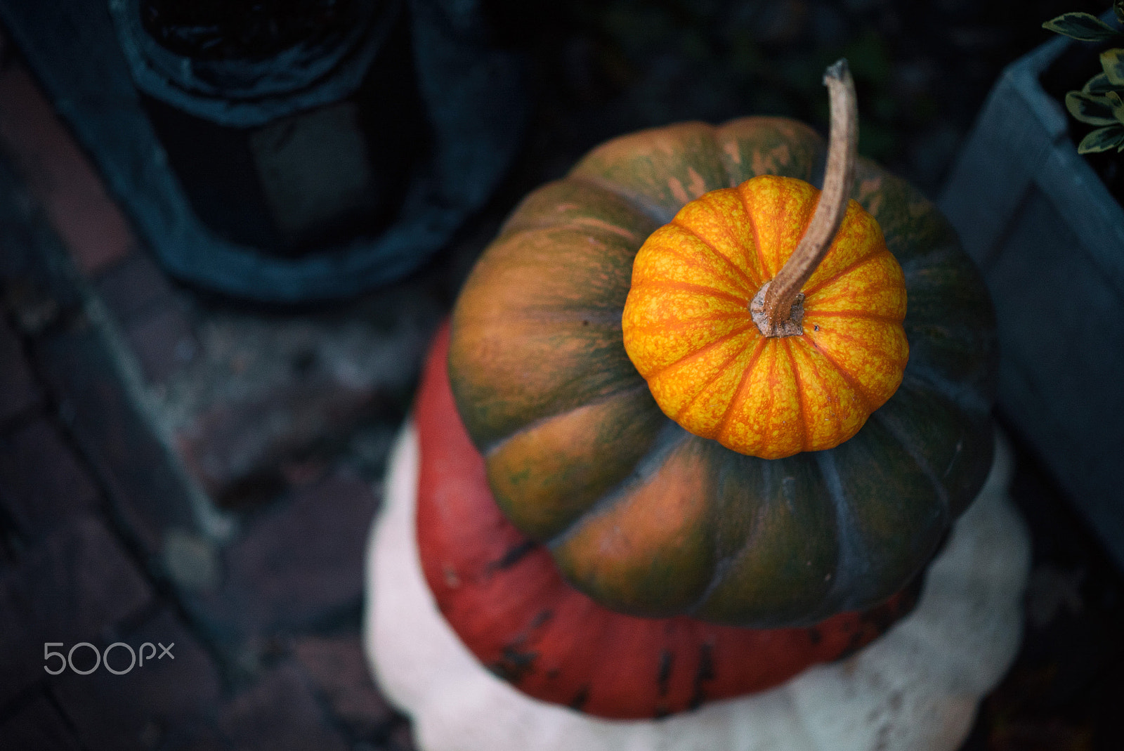 Sony a7S II + Sony Sonnar T* FE 55mm F1.8 ZA sample photo. Pumpkin fall colors photography