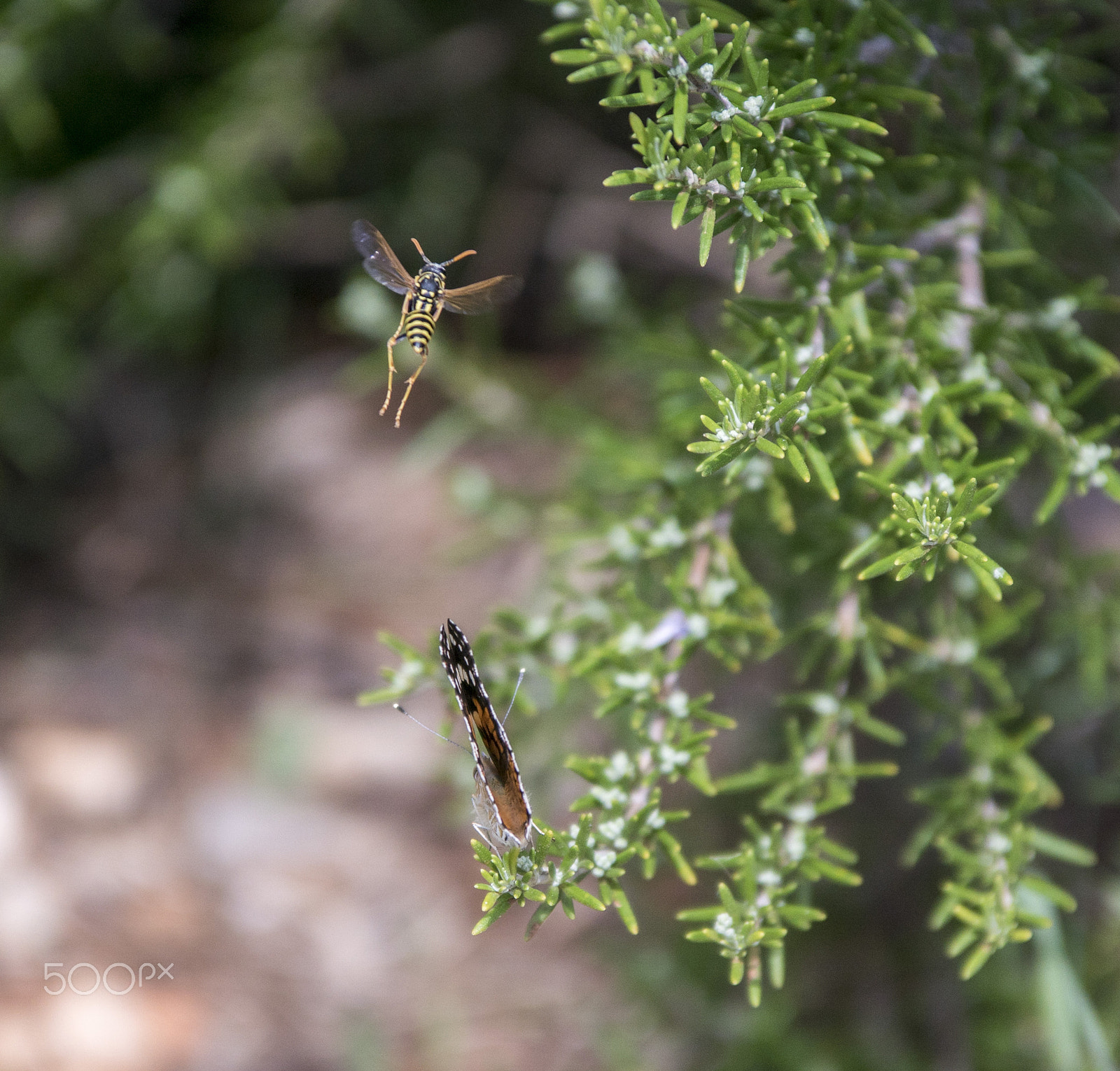 Sigma 70-200mm F2.8 EX DG Macro HSM II sample photo. Wasps and bees photography