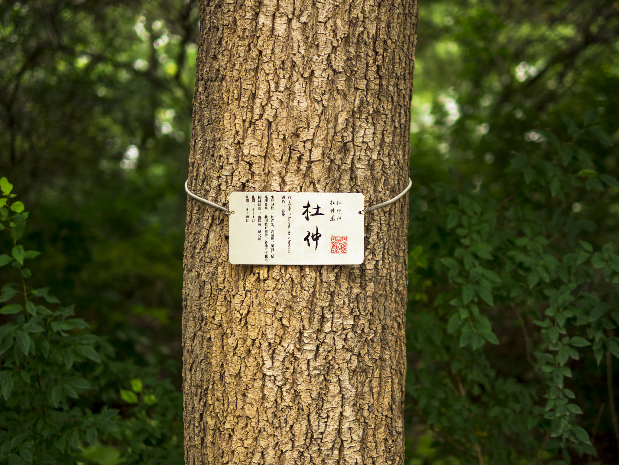 Olympus OM-D E-M10 II + Panasonic Leica DG Summilux 25mm F1.4 II ASPH sample photo. Tree photography