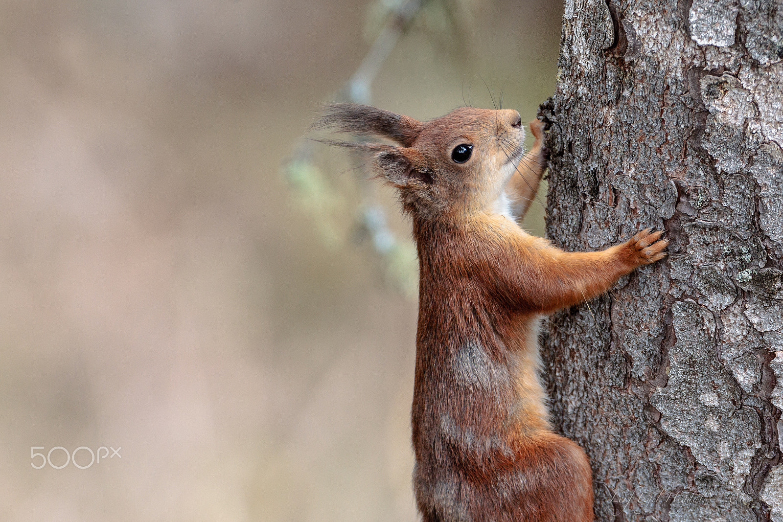 Canon EF 300mm F2.8L IS USM sample photo. Squirrel in tree photography