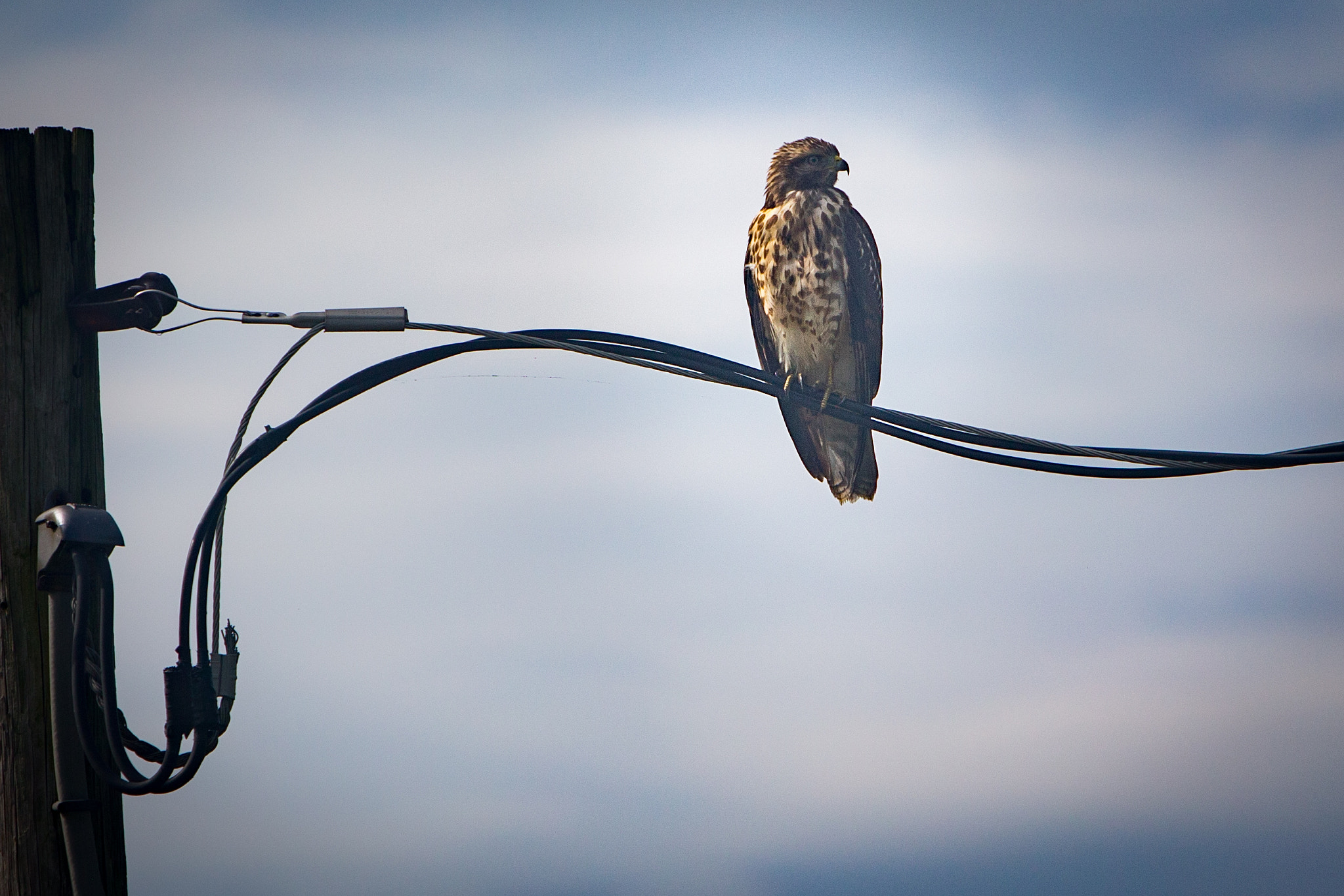 Canon EOS-1D C + Canon EF 70-200mm F2.8L IS USM sample photo. Red tailed hawk photography