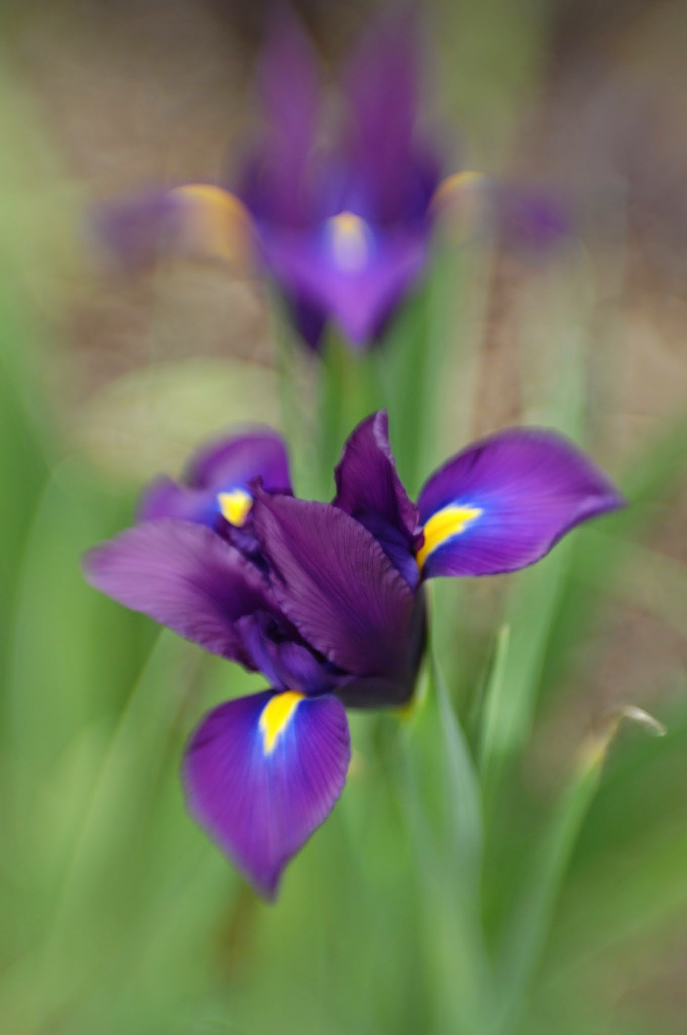 Manual Lens No CPU sample photo. Purple tulip  photography