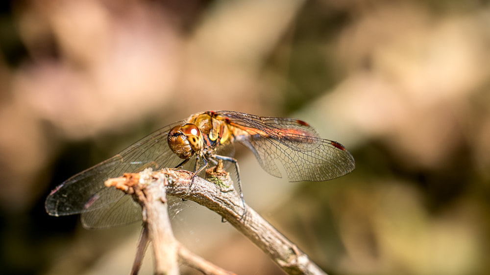 Canon EF 100mm F2.8L Macro IS USM sample photo. Libellule photography