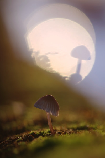 Pentax K-5 II + Sigma sample photo. A mushroom photography