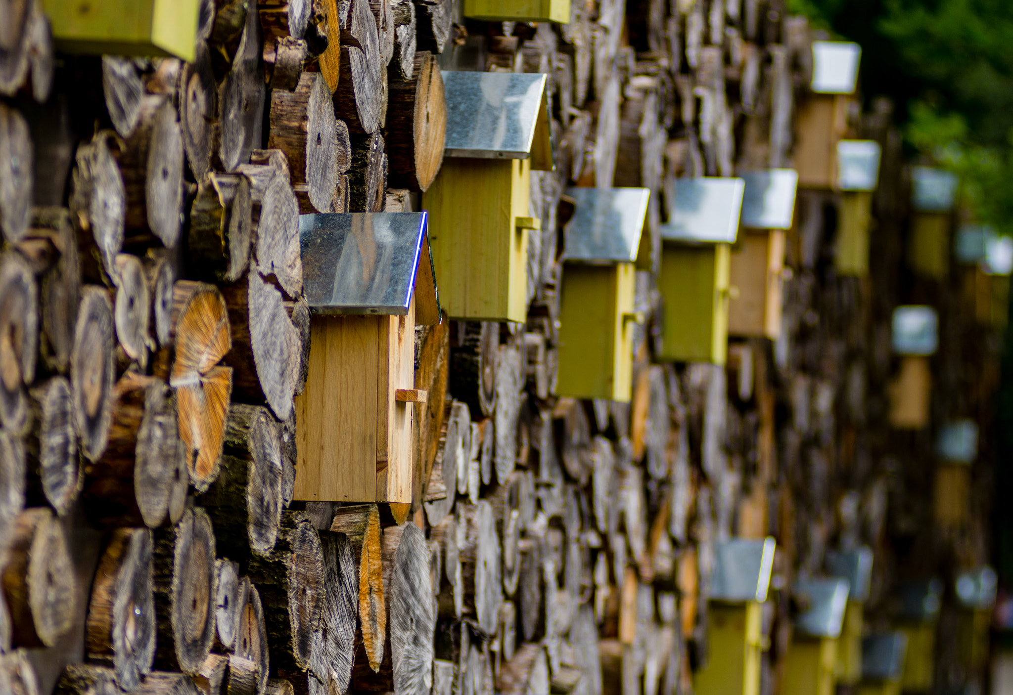 AF Zoom-Nikkor 80-200mm f/2.8 ED sample photo. Birdhouses photography