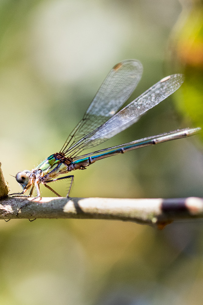 Canon EF 100mm F2.8L Macro IS USM sample photo. équilibriste photography
