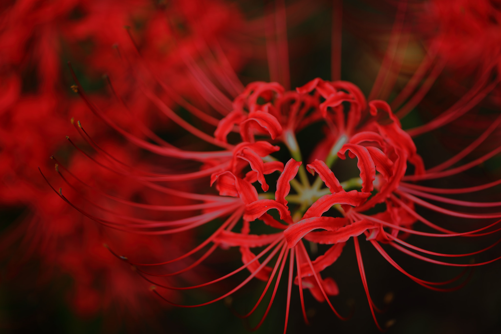 Canon EOS 6D + Canon EF 100mm F2.8L Macro IS USM sample photo. Red spider lily photography