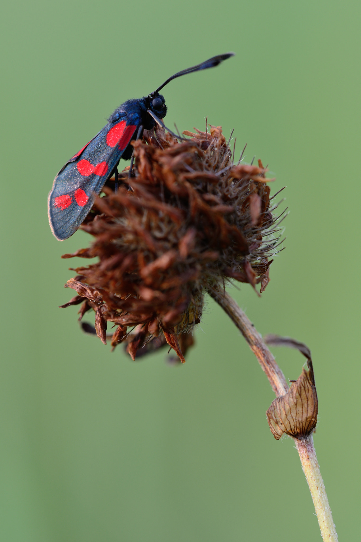 Nikon D800 + Nikon AF Micro-Nikkor 200mm F4D ED-IF sample photo. Sechsfleck-widderchen / blutströpfchen photography