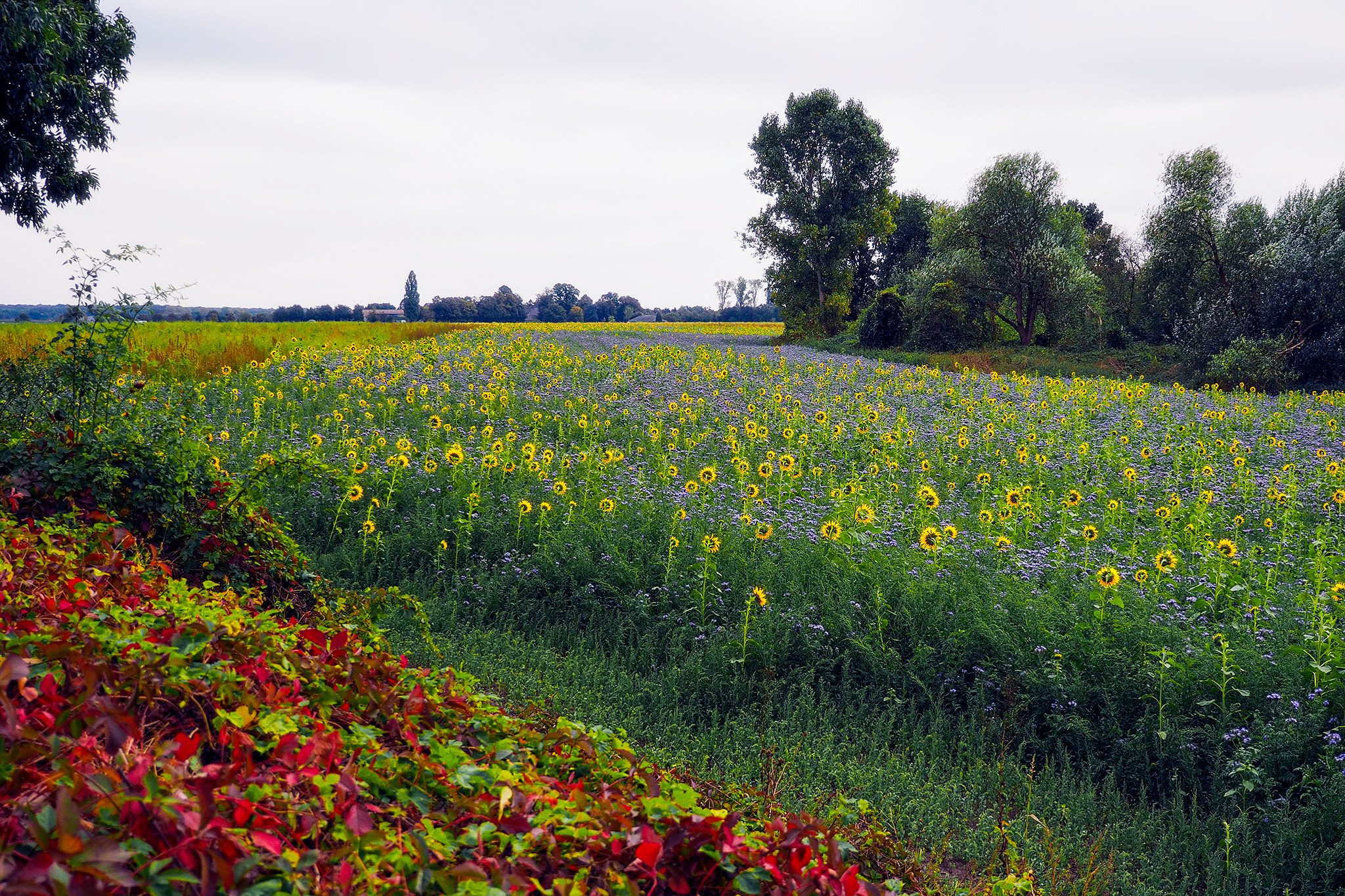 Panasonic Lumix G X Vario 12-35mm F2.8 ASPH Power OIS sample photo. Field of flowers photography