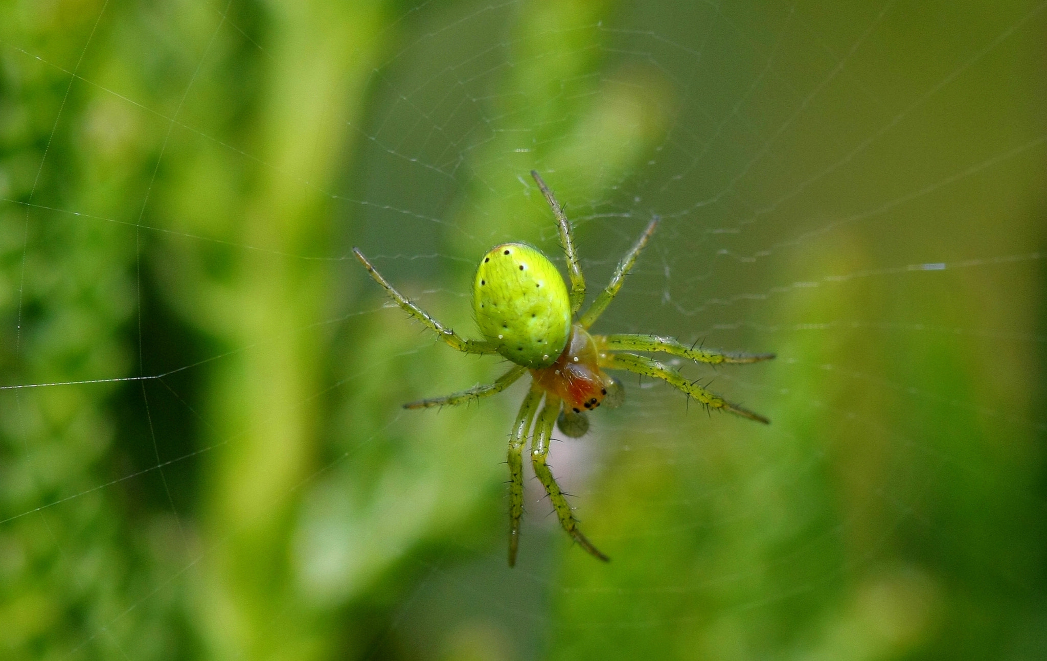 Canon EF 100mm F2.8 Macro USM sample photo. Green on green..... photography