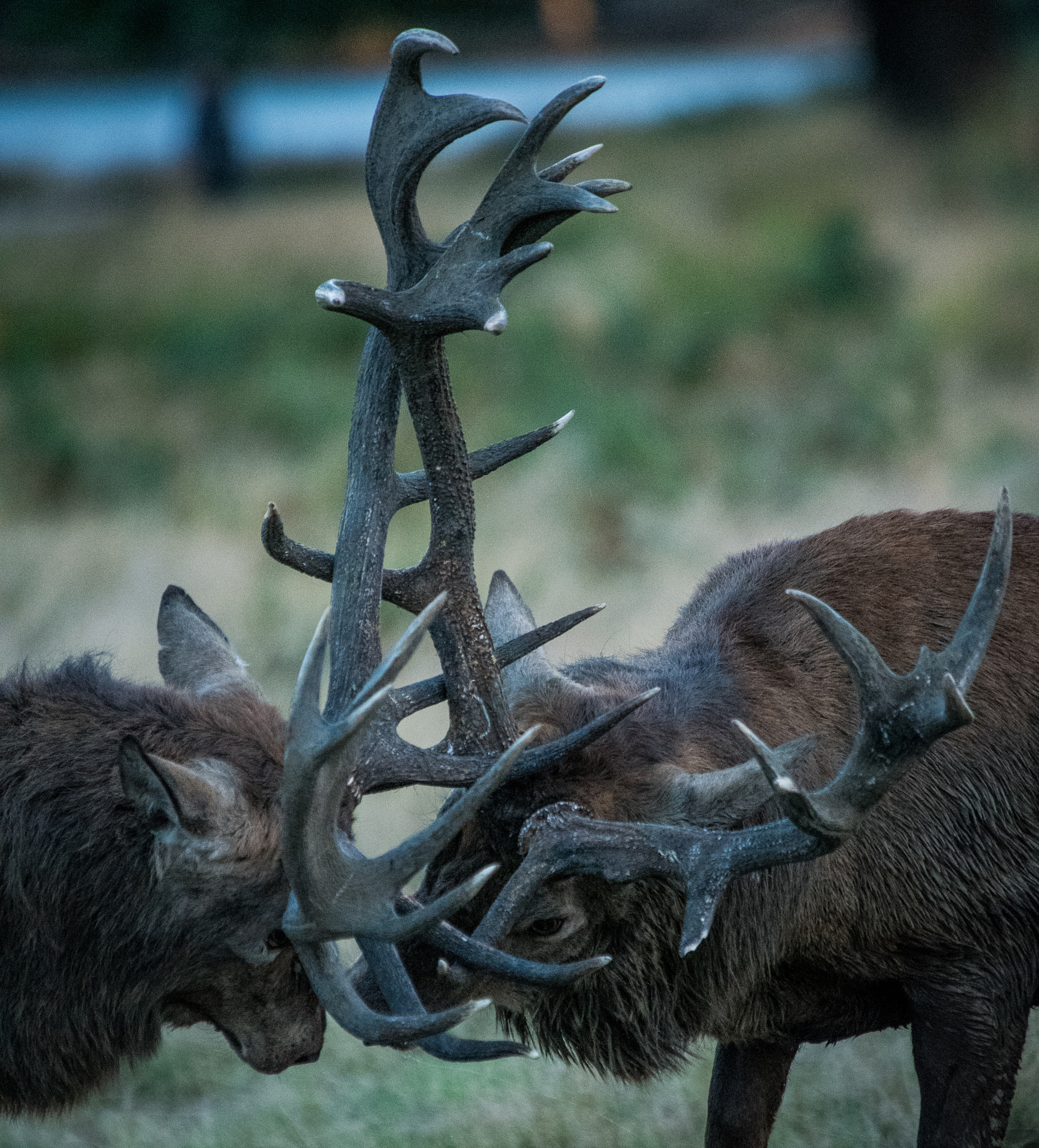 Nikon D750 sample photo. Deer stags locking horns photography