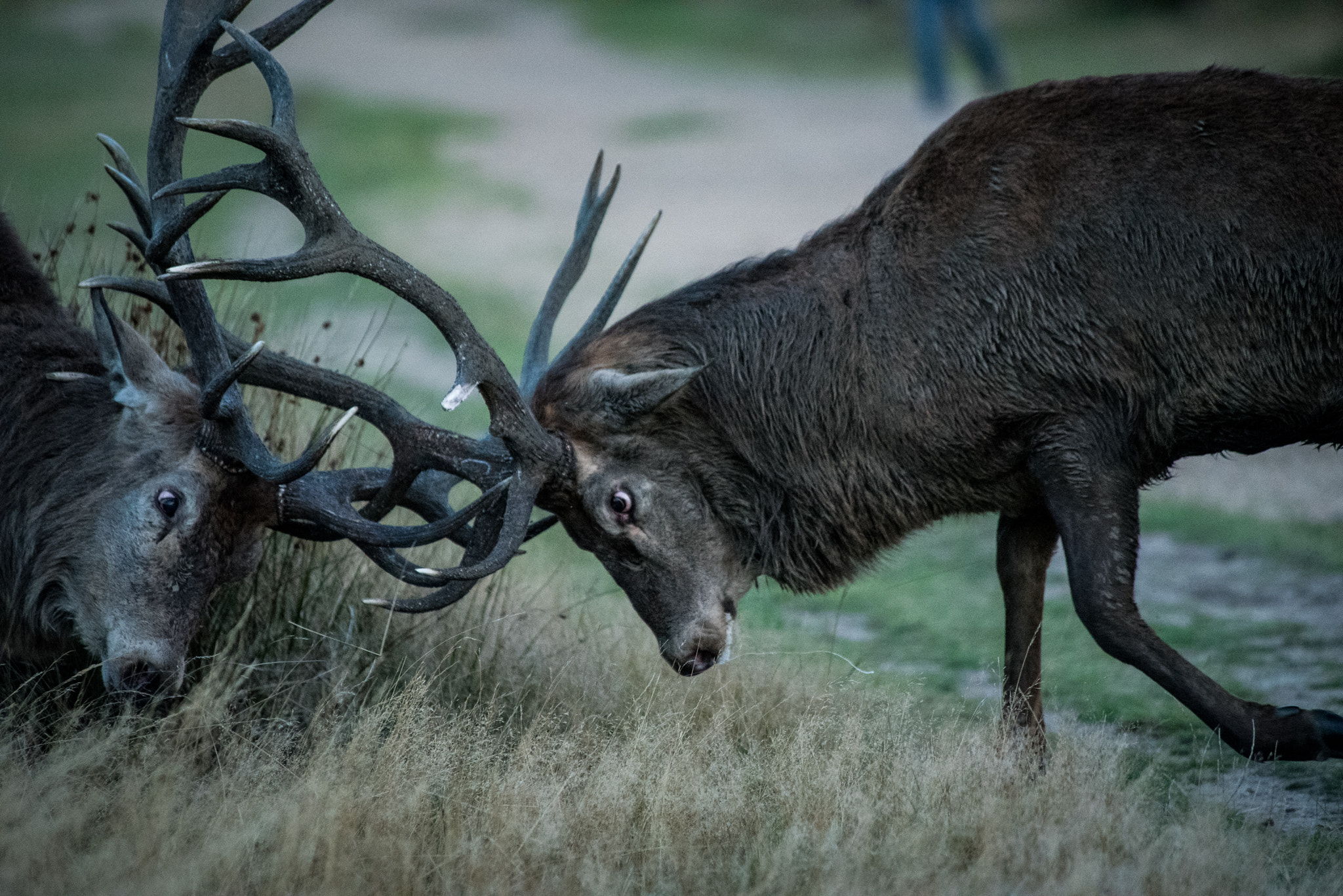 Nikon D750 sample photo. Deer stags locking horns photography