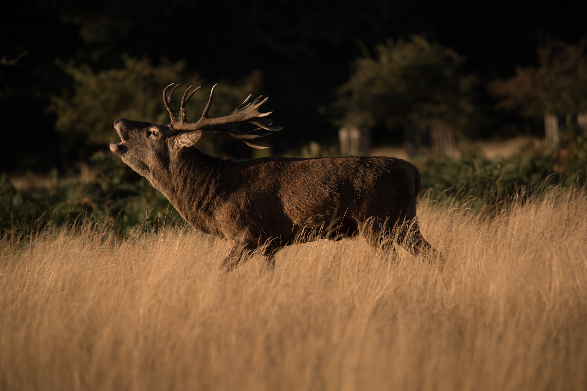 Nikon D750 sample photo. Deer stag calling during rut photography
