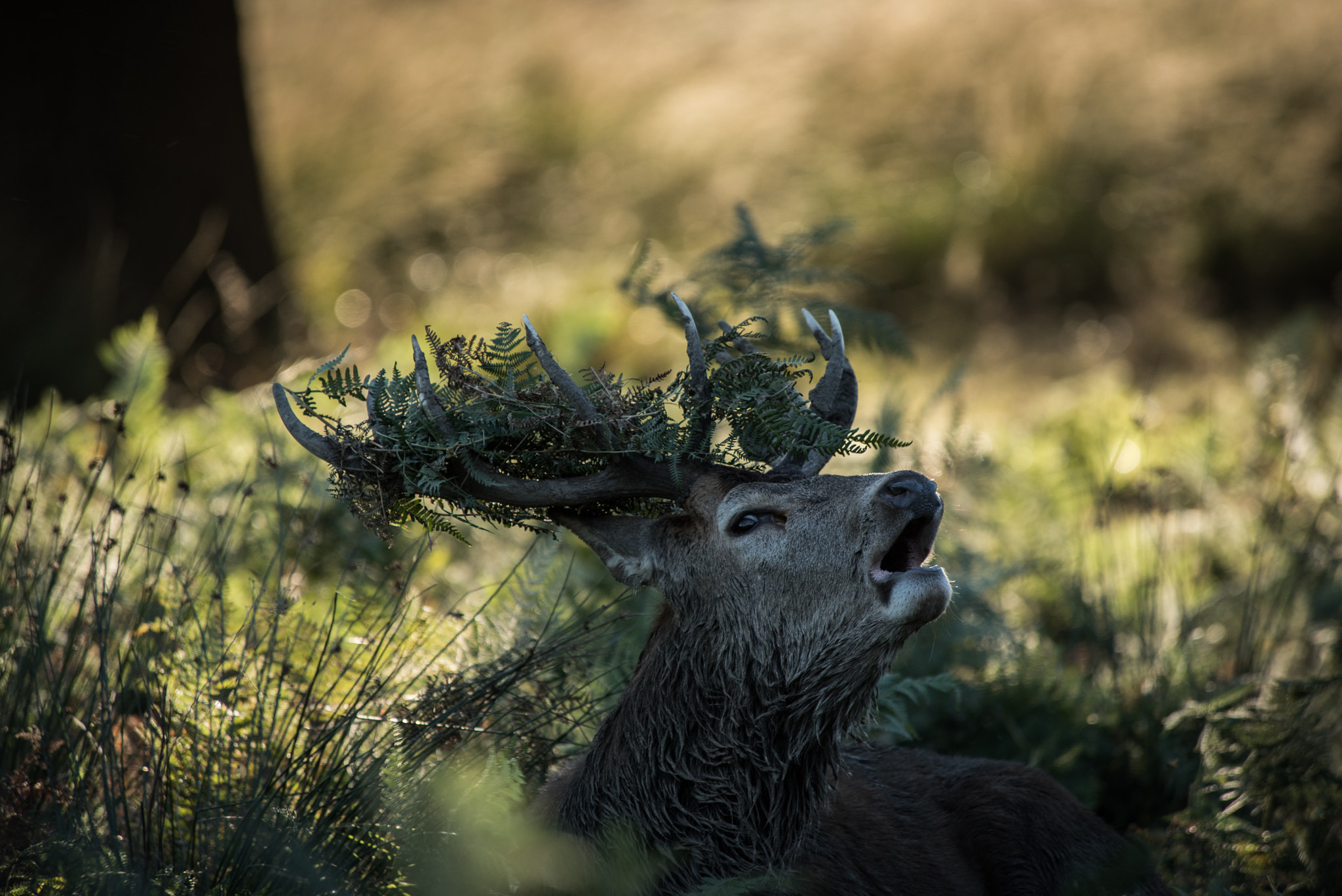 Nikon D750 sample photo. Deer stag calling photography