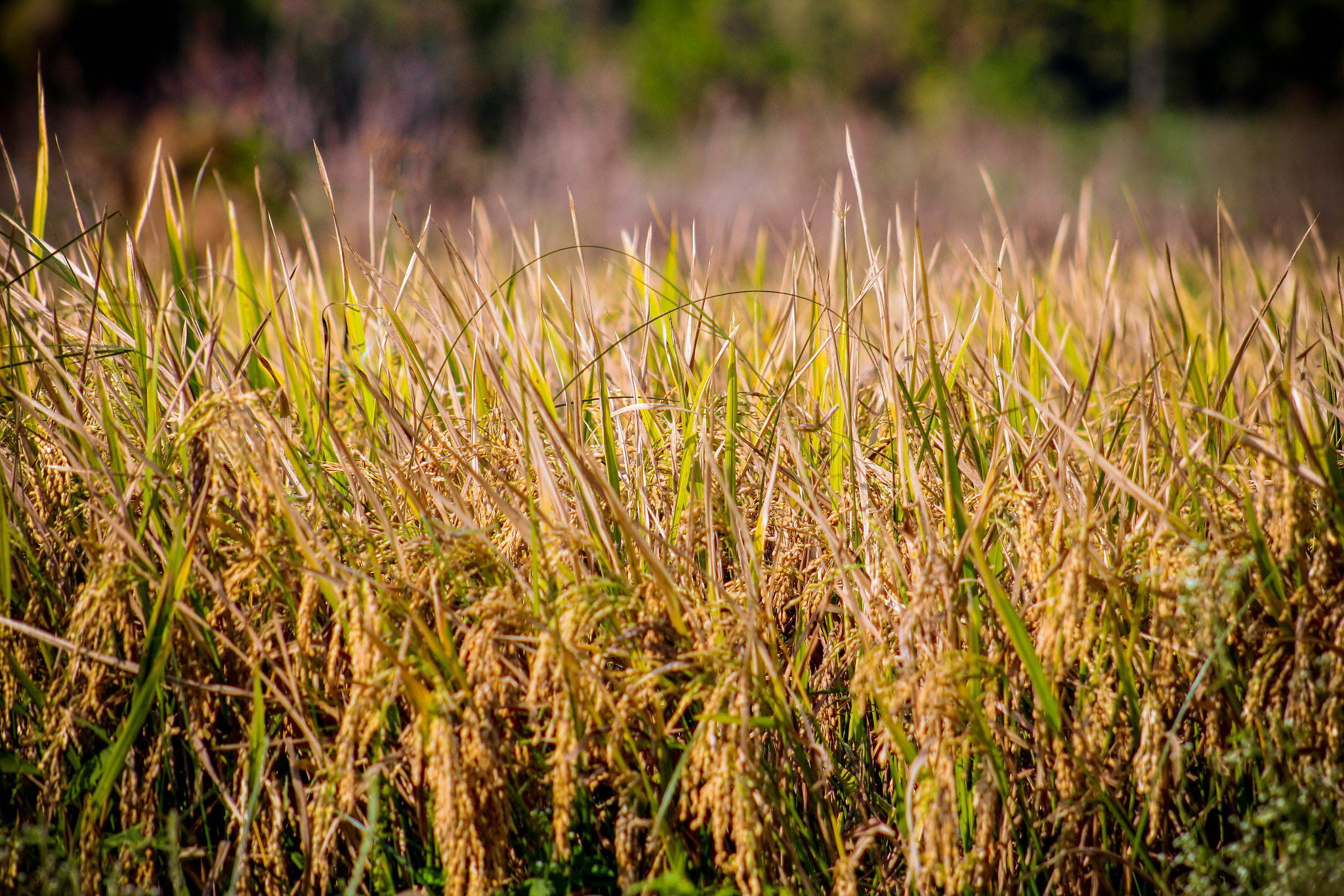 Canon EOS 650D (EOS Rebel T4i / EOS Kiss X6i) sample photo. Enrique shiyam () (of ) photography