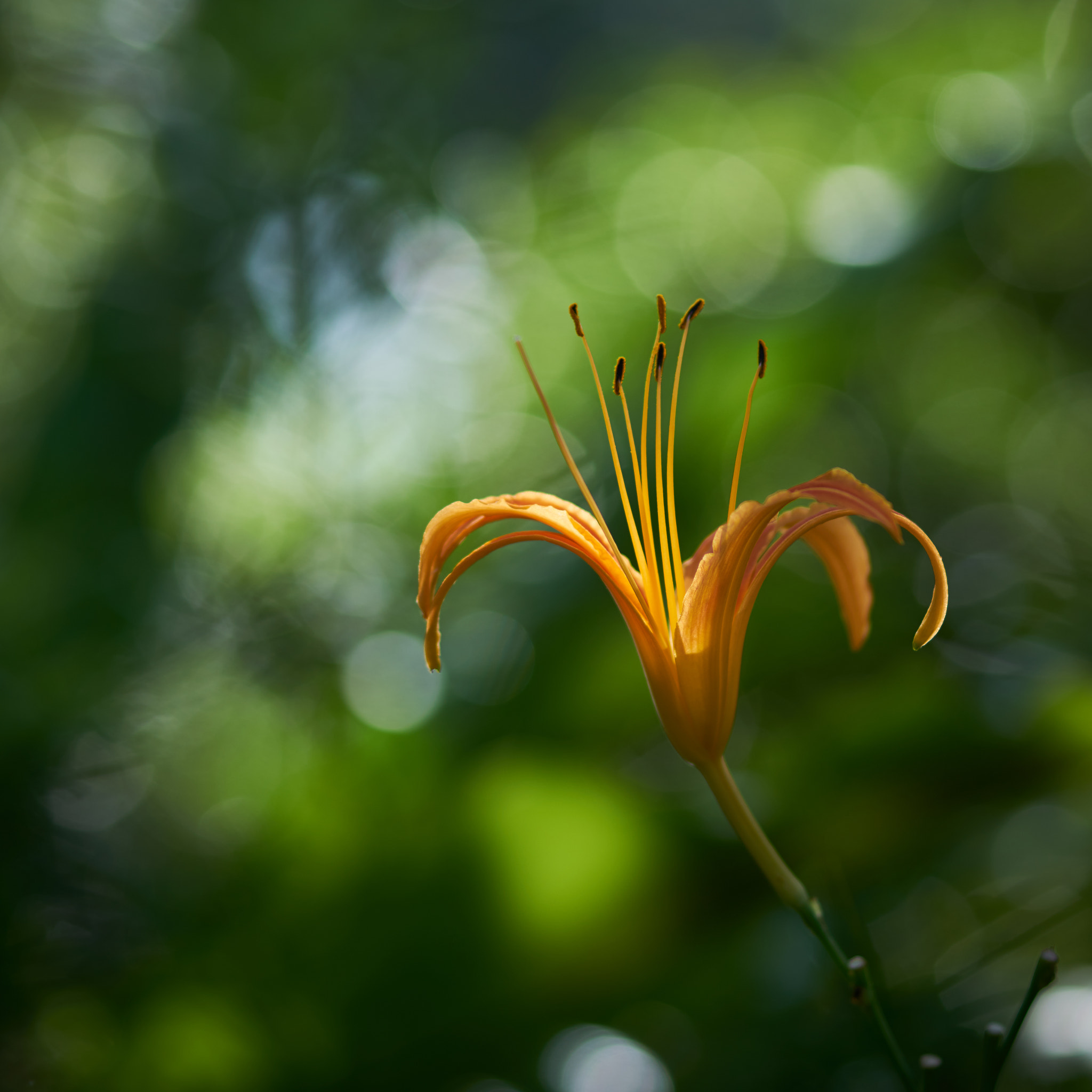 Sony 100mm F2.8 Macro sample photo. Lily flower photography