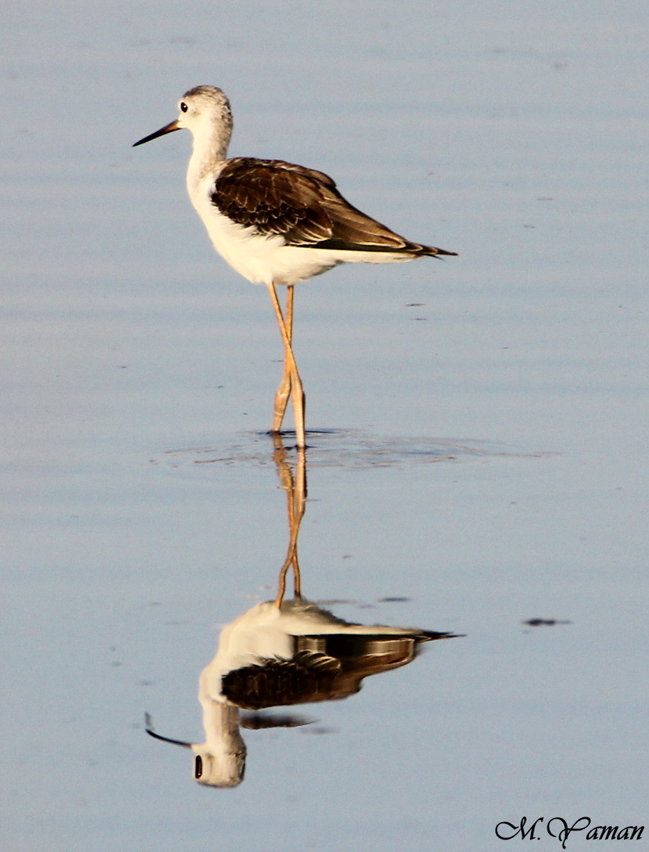 Tamron SP 150-600mm F5-6.3 Di VC USD sample photo. Uzunbacak » black-winged stilt photography