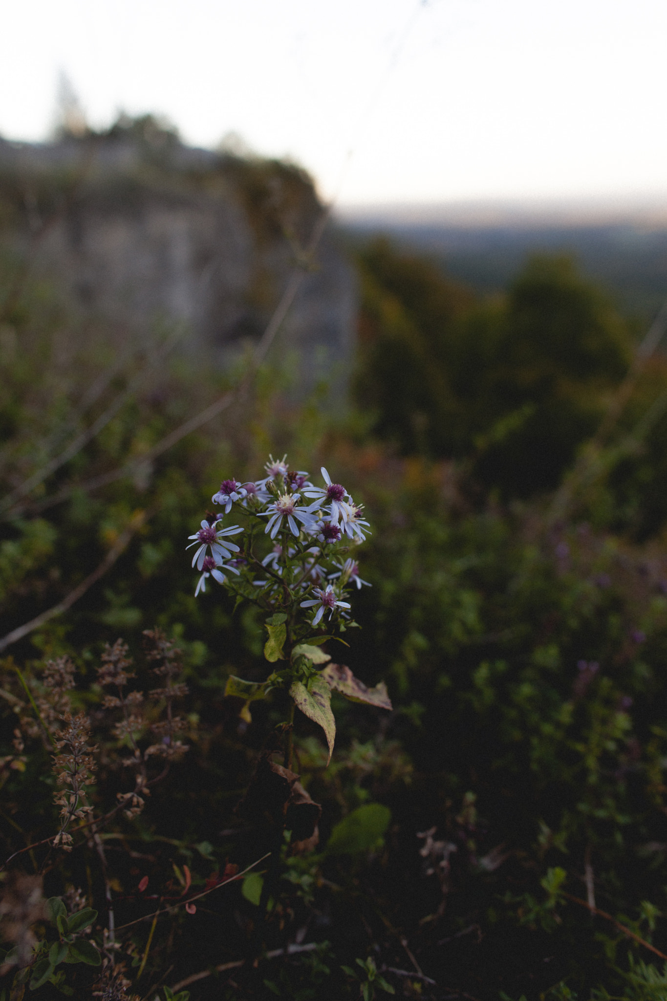 Canon EF 24mm f/1.4L sample photo