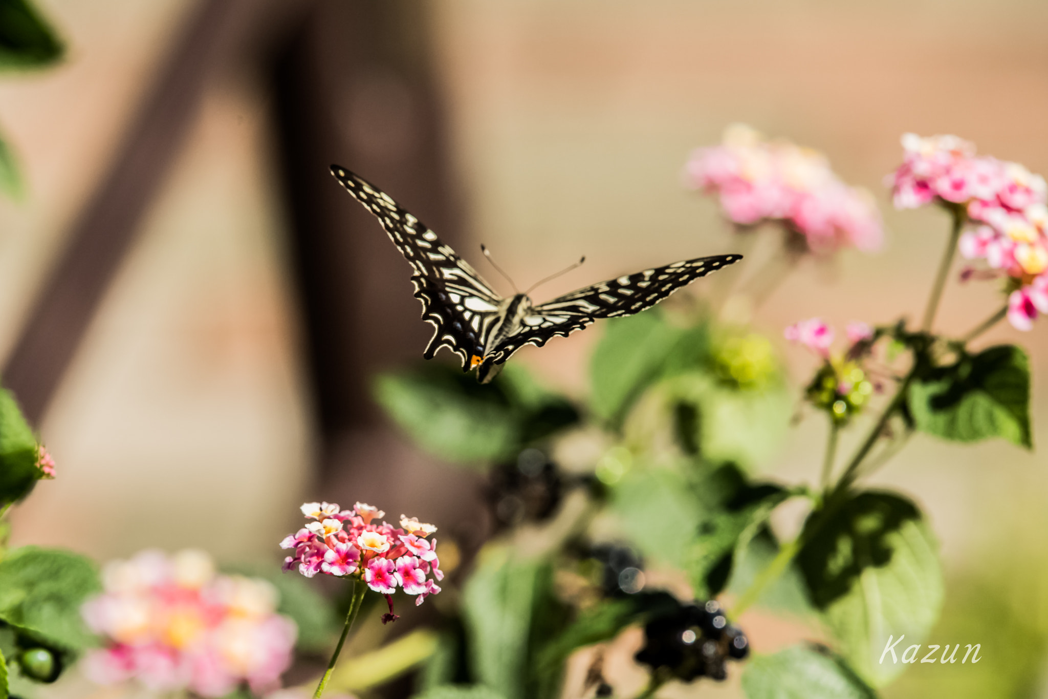 Nikon Nikkor AF-S 300mm F4E PF ED VR sample photo. Fly!! photography