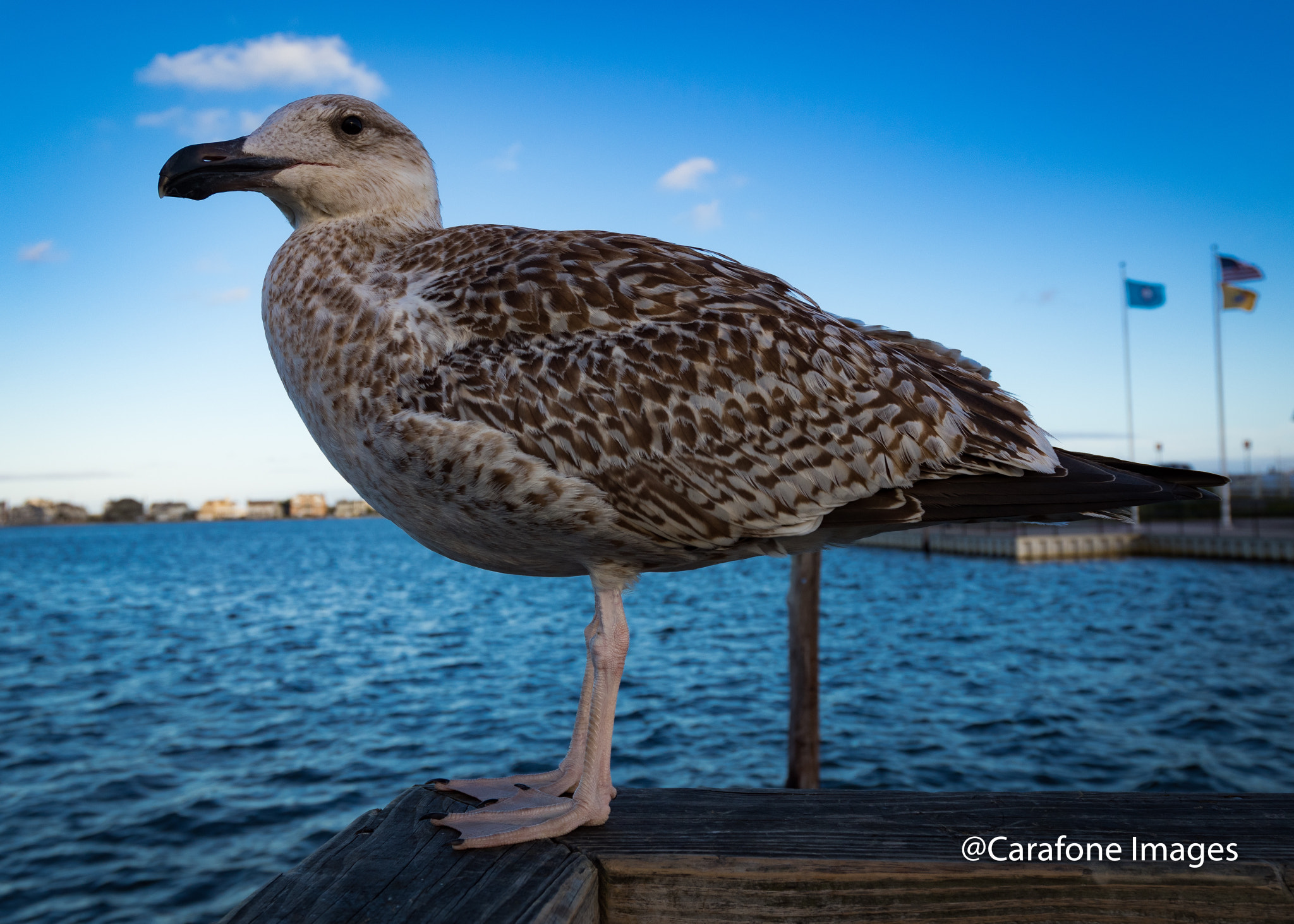 Canon EF 16-35mm F4L IS USM sample photo. Seagull on a post photography