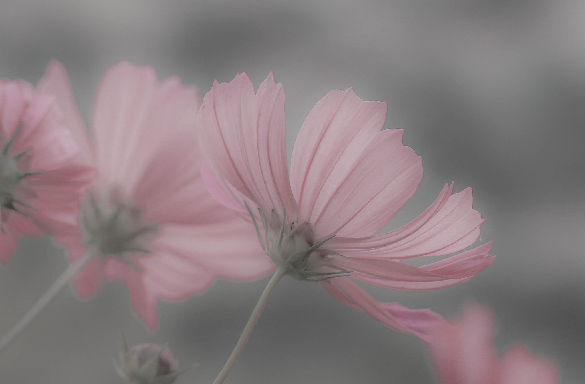 Canon EOS 70D + Canon EF 100mm F2.8L Macro IS USM sample photo. Mist flower photography