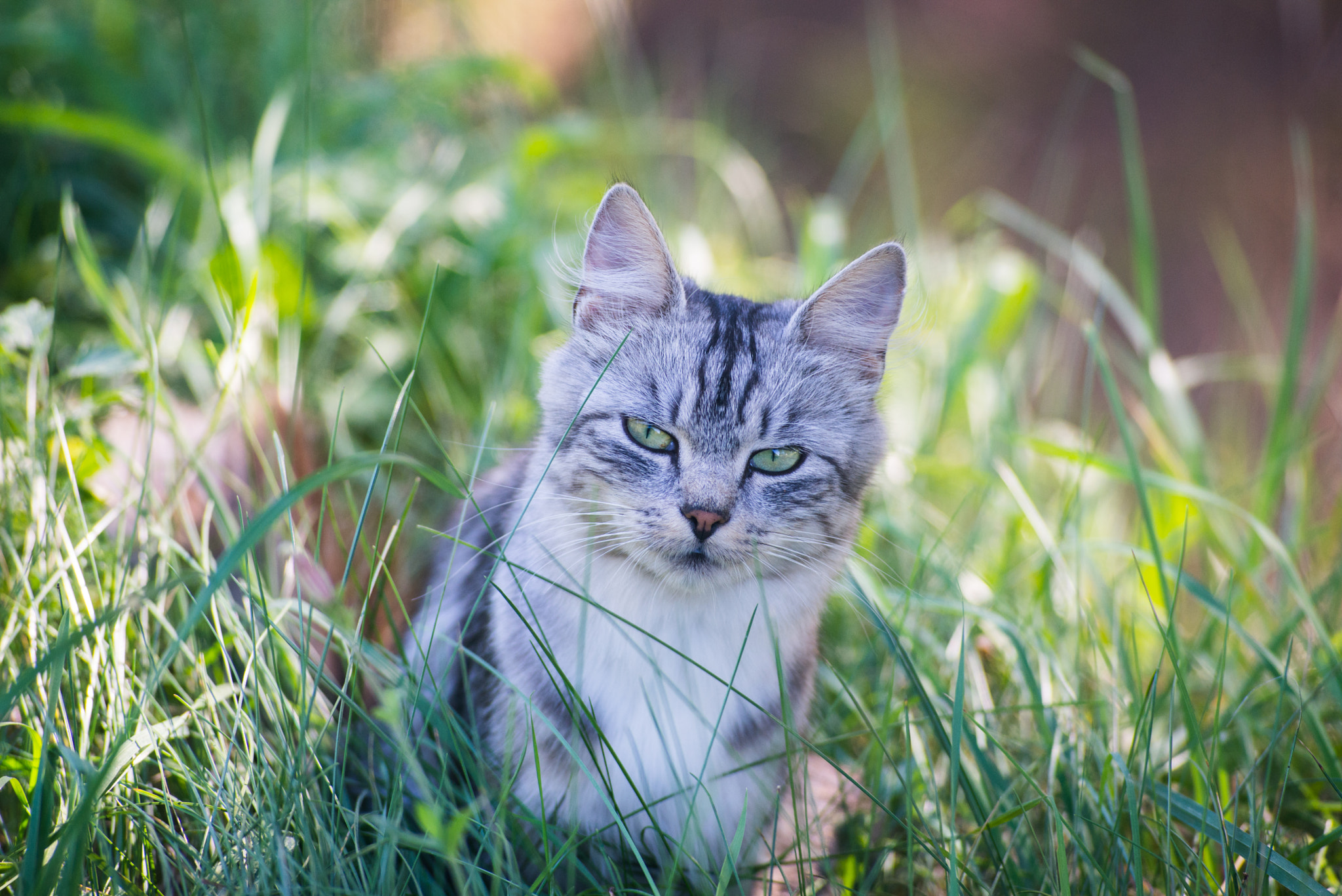 Nikon D610 sample photo. Cutest predator photography