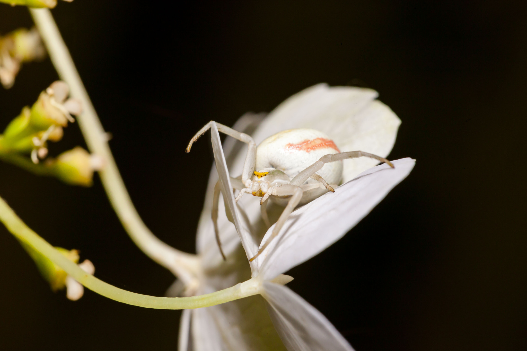 Canon EF 100mm F2.8L Macro IS USM sample photo. Spider photography