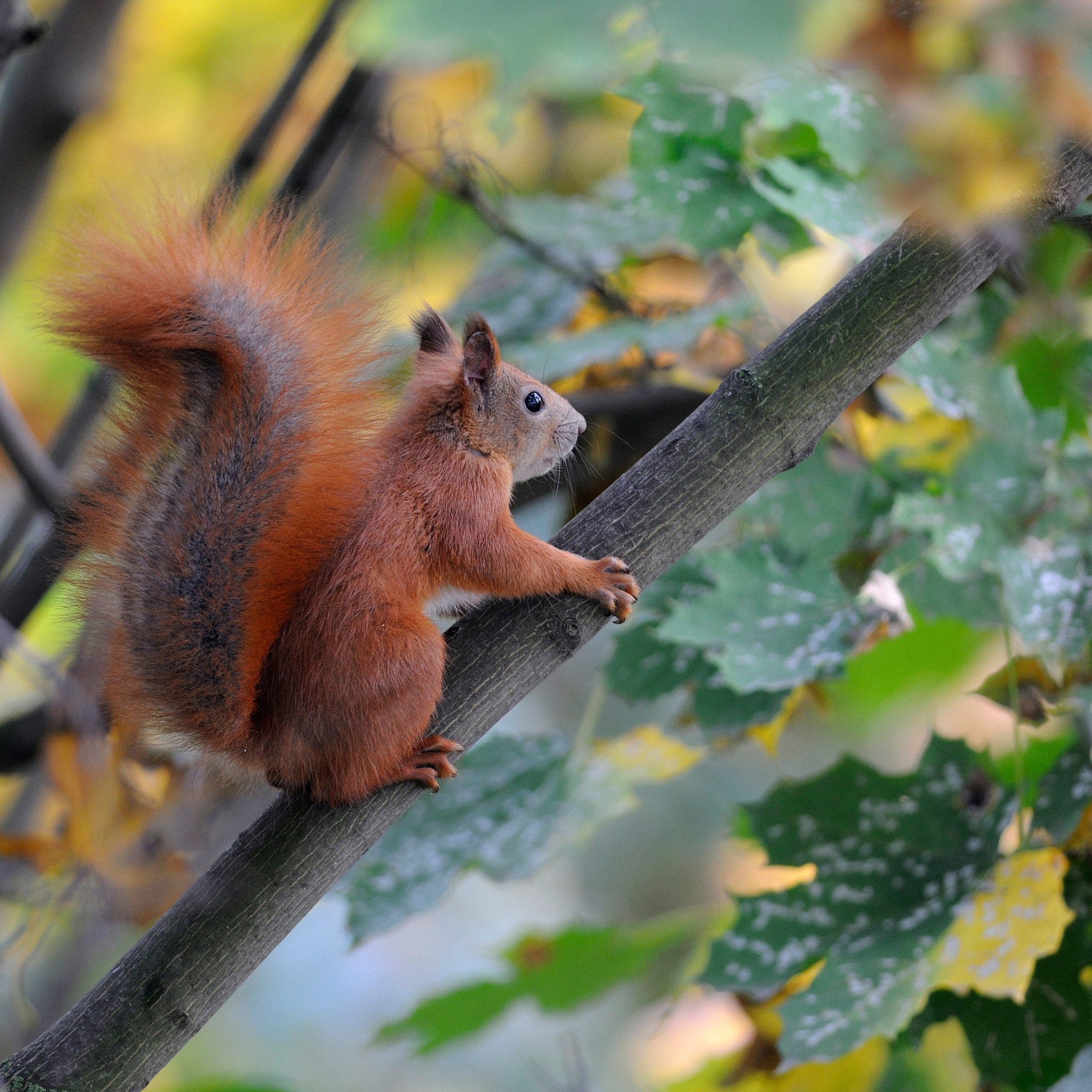 Nikon D300S sample photo. Beautiful tail photography