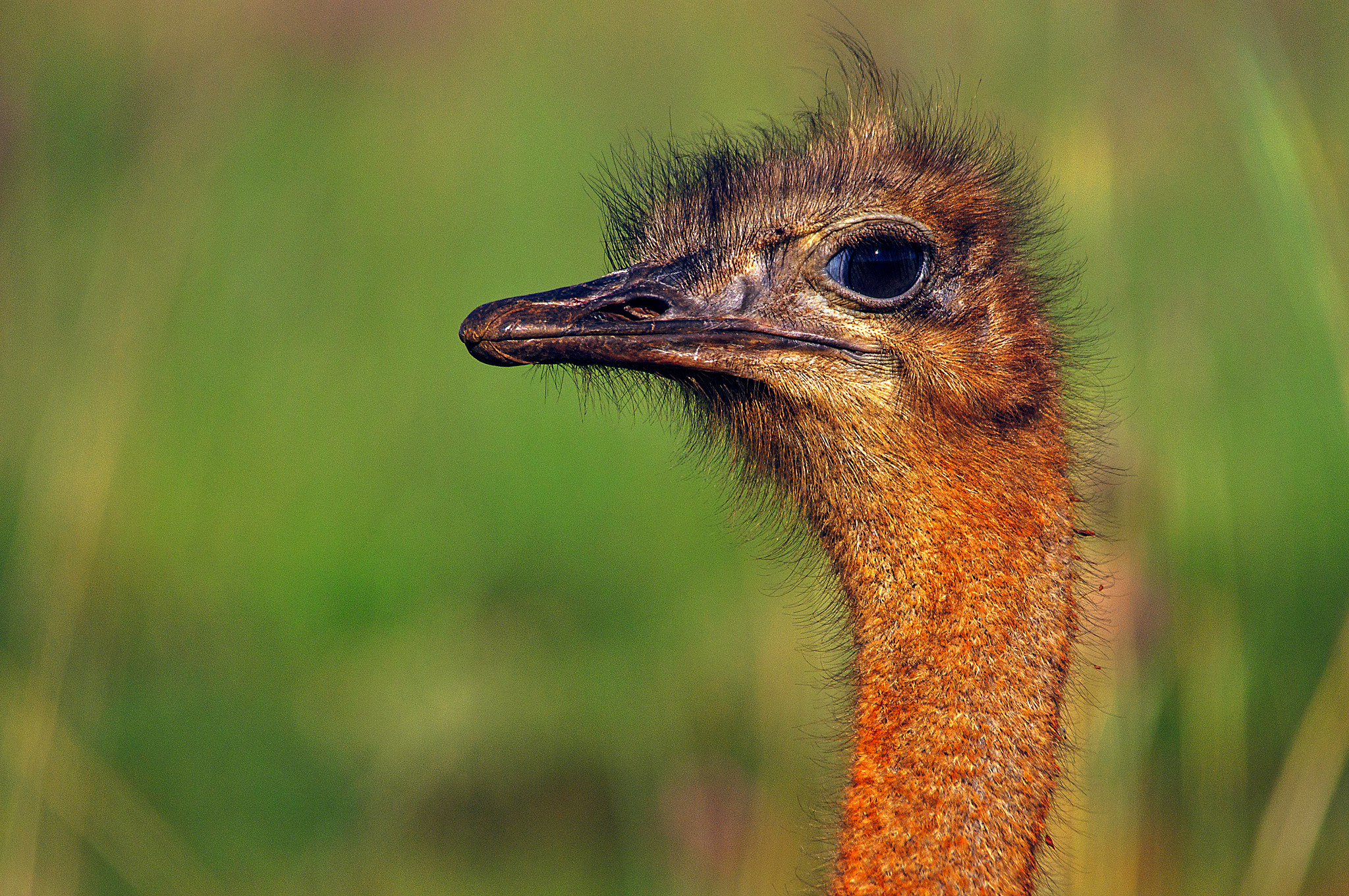 Sony SLT-A37 sample photo. Ostrich face photography