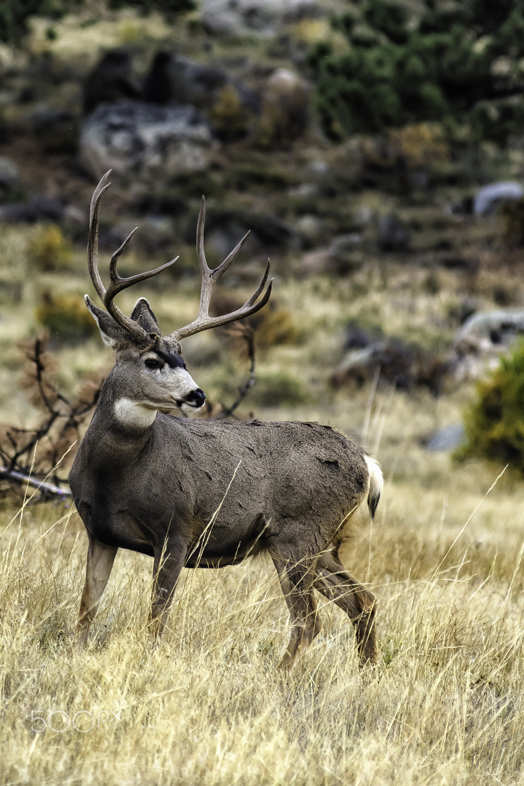 AF Zoom-Nikkor 80-200mm f/2.8 ED sample photo. Mule deer photography