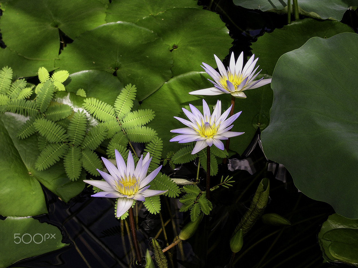 Pentax OPTIO X sample photo. Purple water lily 1 photography