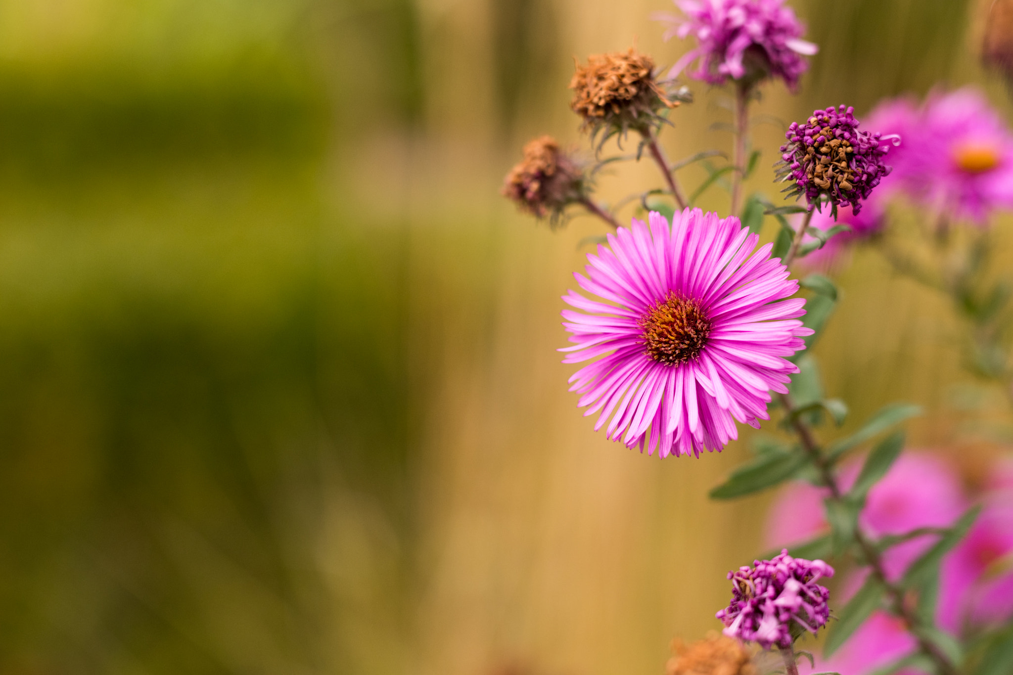 Nikon D500 + Sigma 50mm F1.4 DG HSM Art sample photo. Last days of summer photography