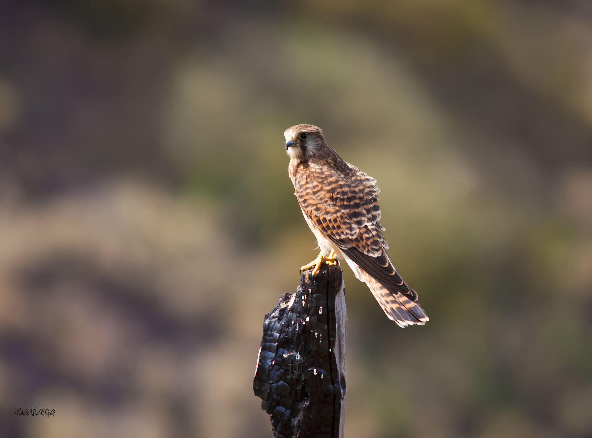 Sigma 150-500mm F5-6.3 DG OS HSM sample photo. Cernicalo photography
