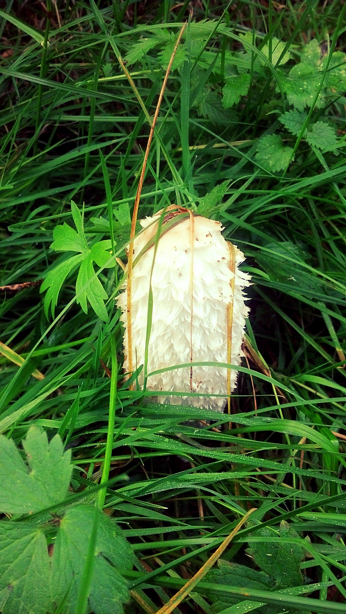 Motorola DROID RAZR sample photo
