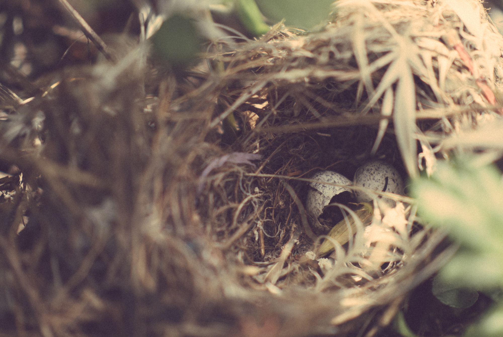 Panasonic Leica DG Nocticron 42.5mm F1.2 ASPH OIS sample photo. Bird nest photography