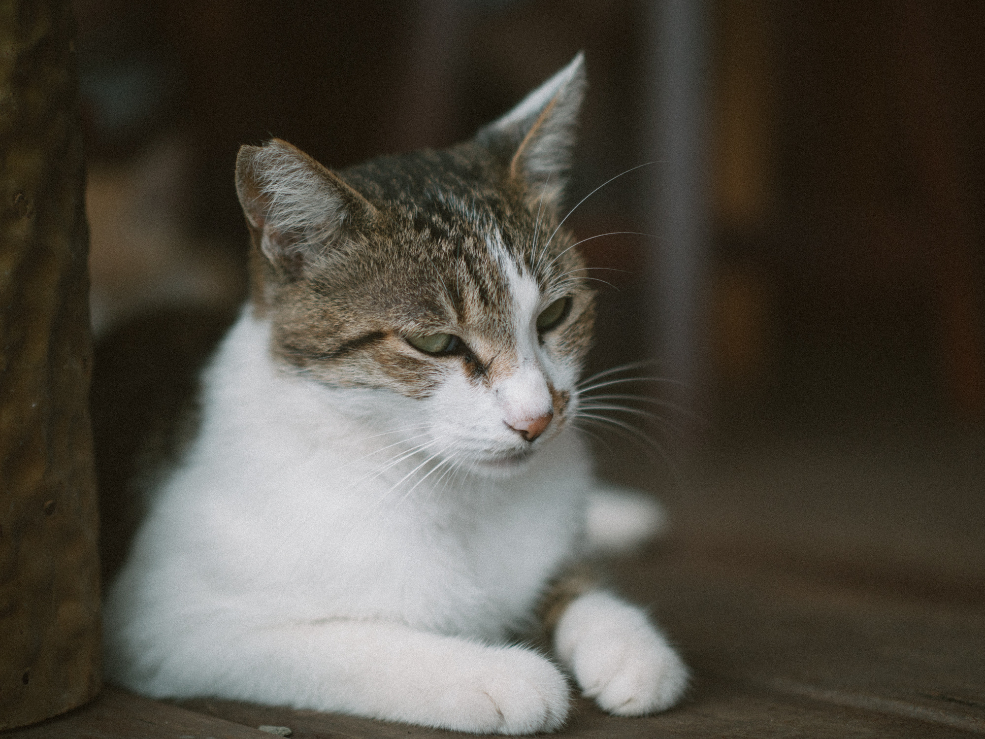 Panasonic Leica DG Nocticron 42.5mm F1.2 ASPH OIS sample photo. Stray cat photography