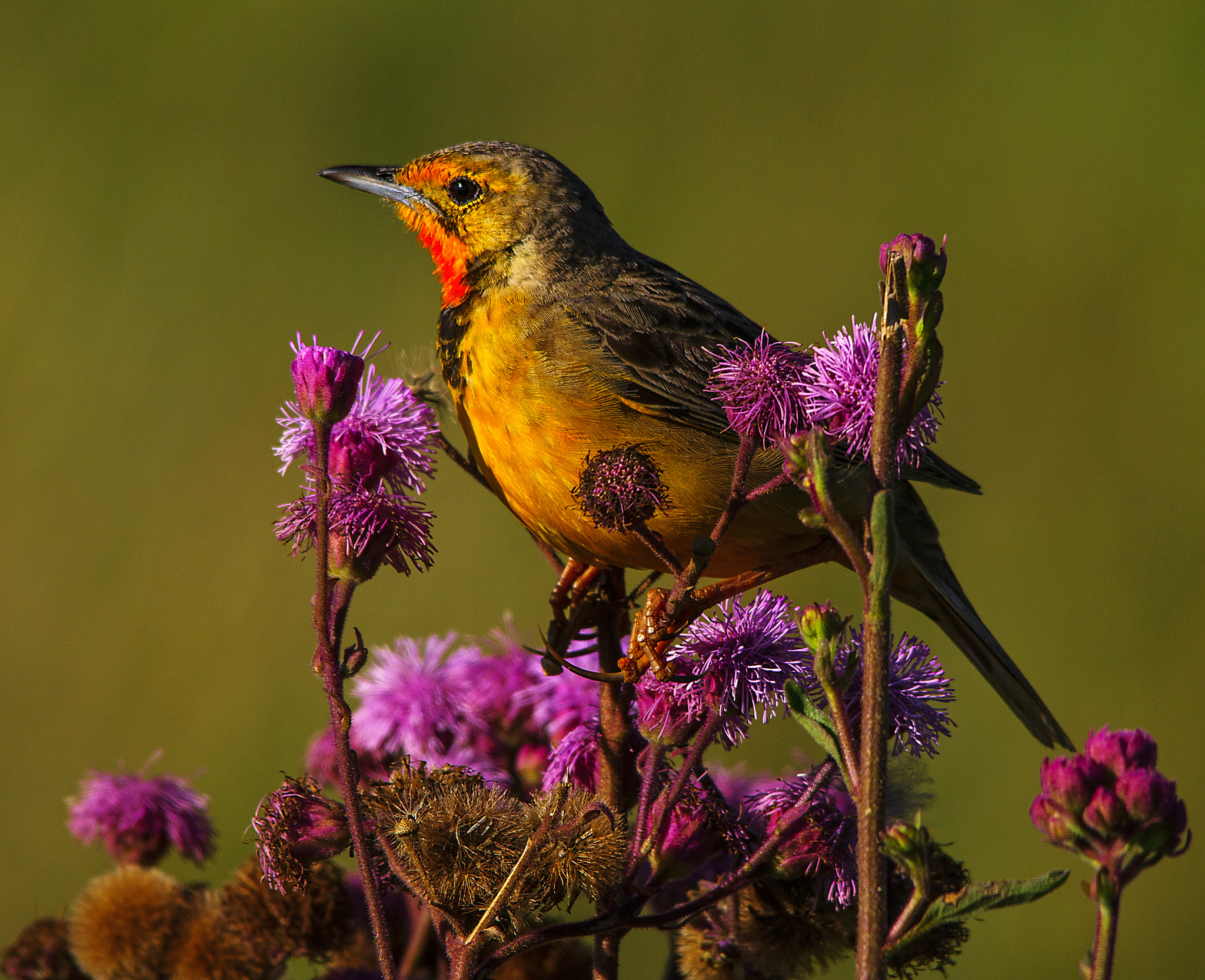 Sigma 150-500mm F5-6.3 DG OS HSM sample photo. Cape longclaw photography