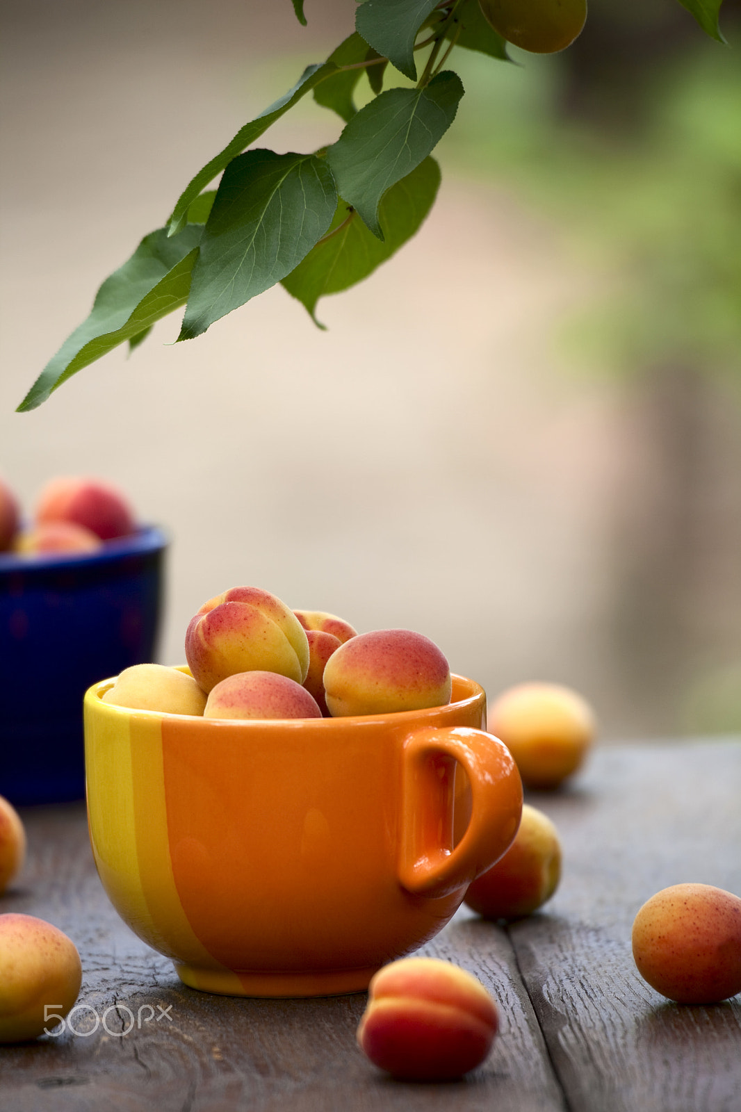 Canon EOS 5D Mark II sample photo. Apricots in a ceramic bowl photography