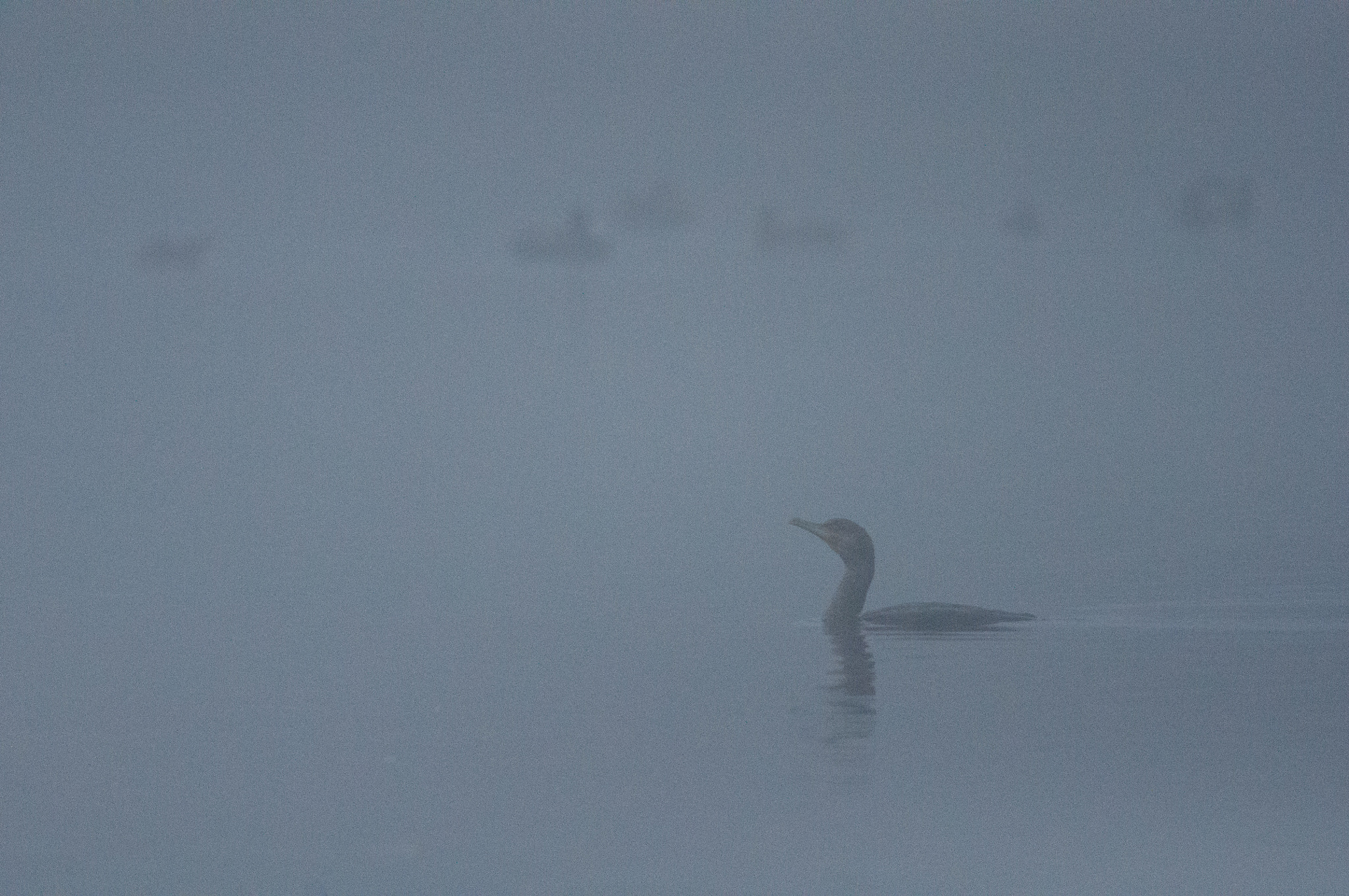 Nikon D90 sample photo. Grand cormoran dans la brume photography