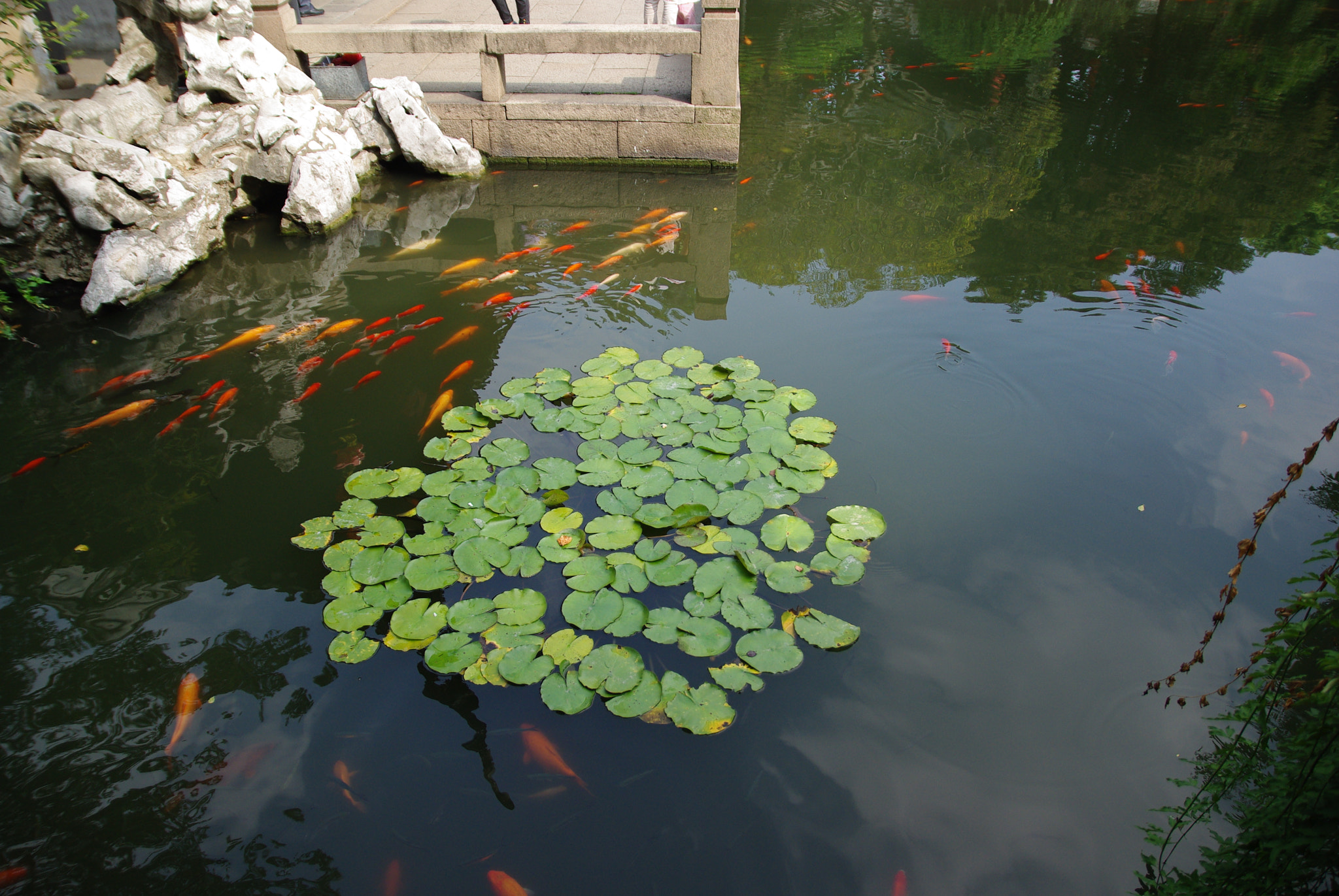 Pentax K200D sample photo. Fishes in the pool photography