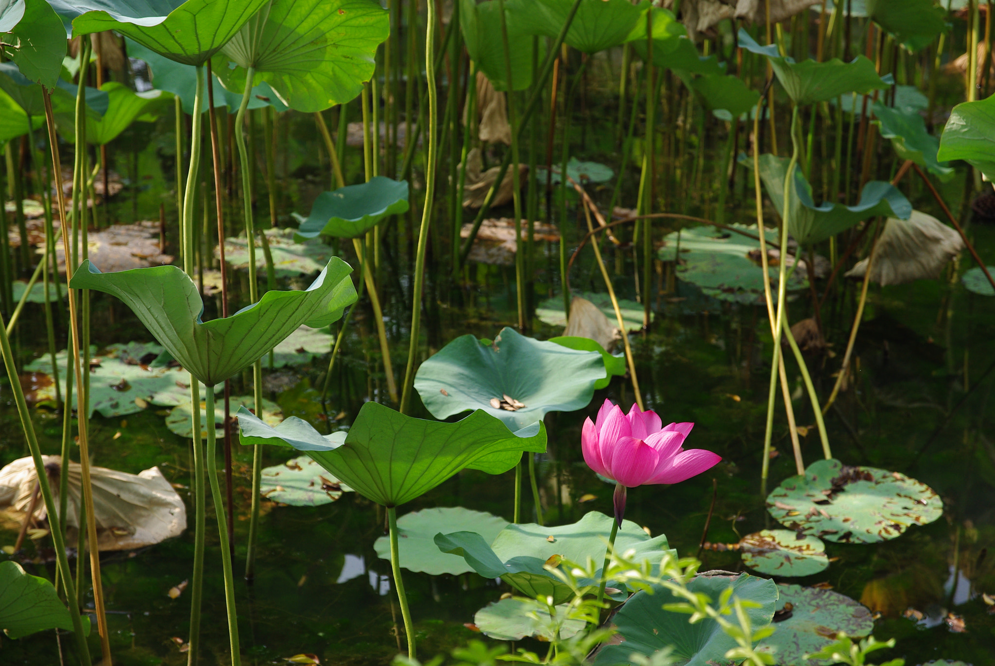 Pentax K200D + Sigma 17-70mm F2.8-4 DC Macro HSM | C sample photo. Lotus photography