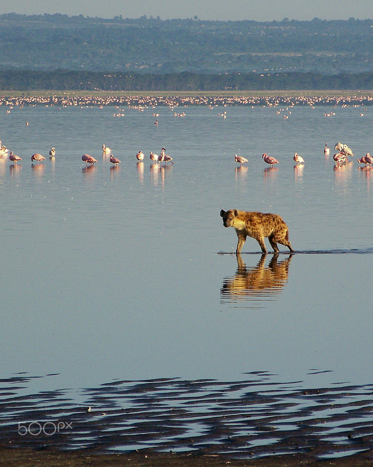 Kodak Z612 ZOOM DIGITAL CAMERA sample photo. Hyena stalking flamingos photography