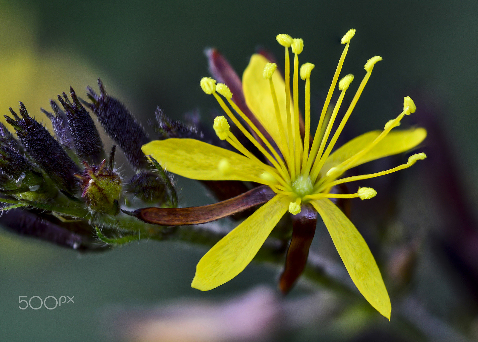 Nikon AF-S Micro-Nikkor 105mm F2.8G IF-ED VR sample photo. Flor amarela photography
