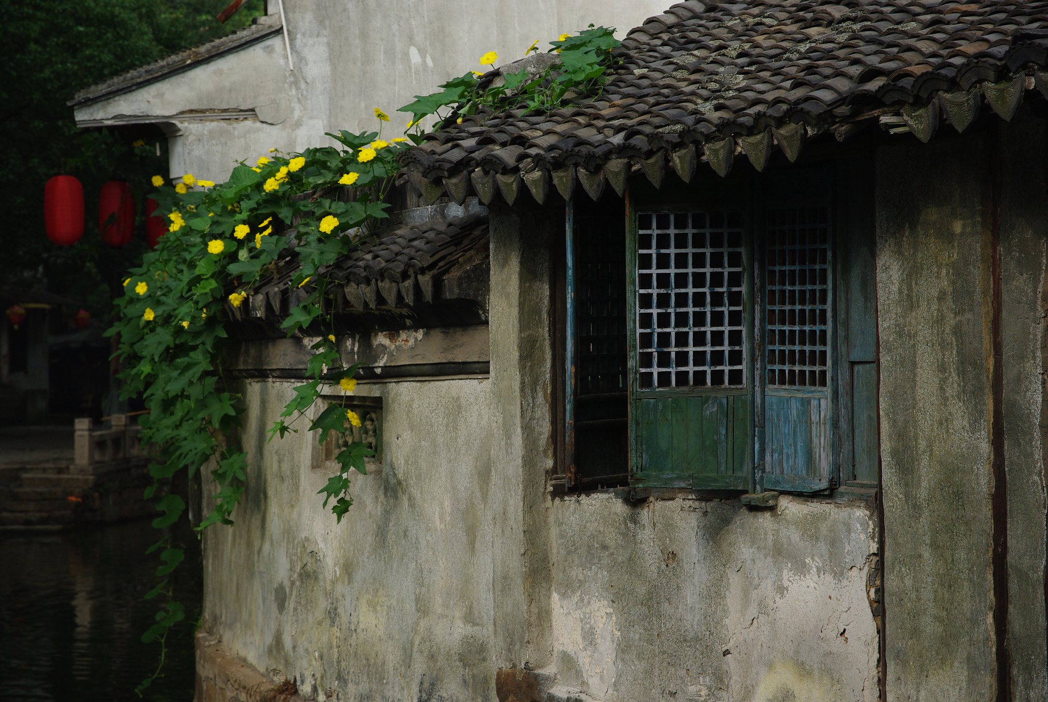 Pentax K200D sample photo. Green aside window photography