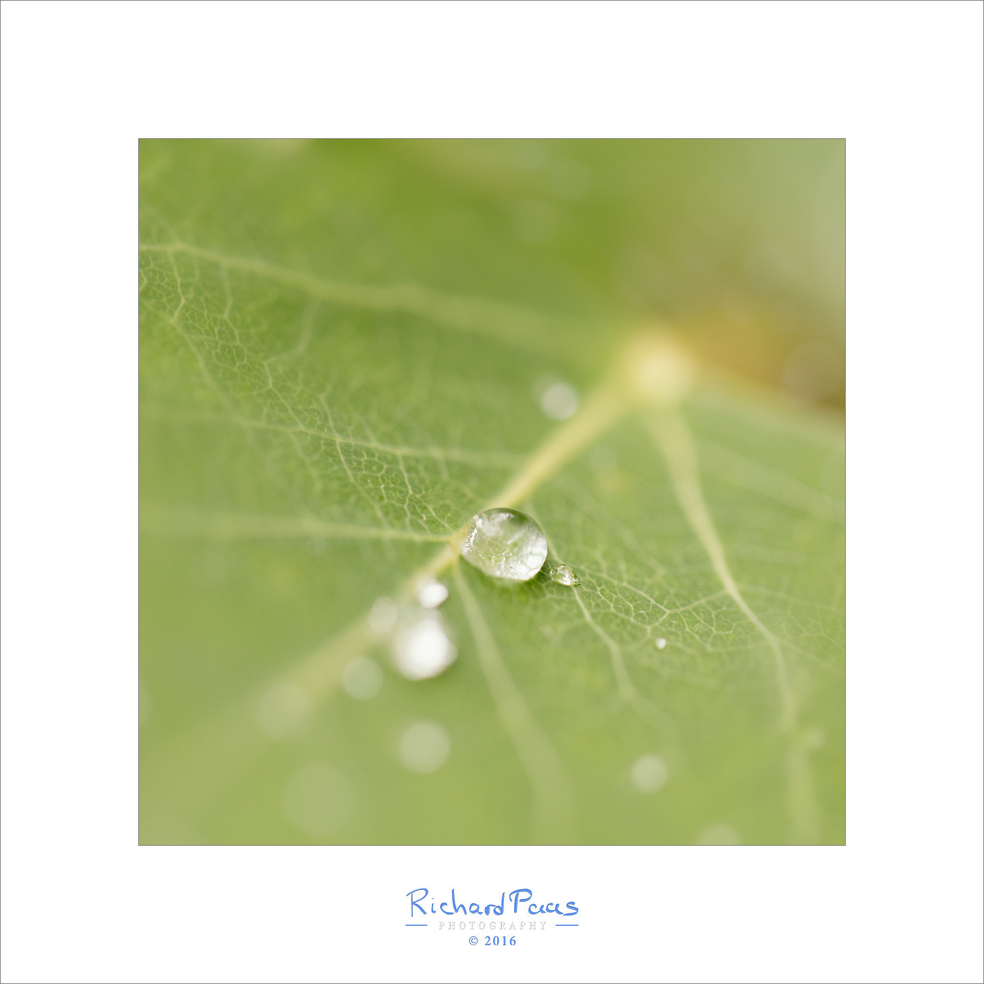 Canon EF 100mm F2.8L Macro IS USM sample photo. Drops on leaf photography