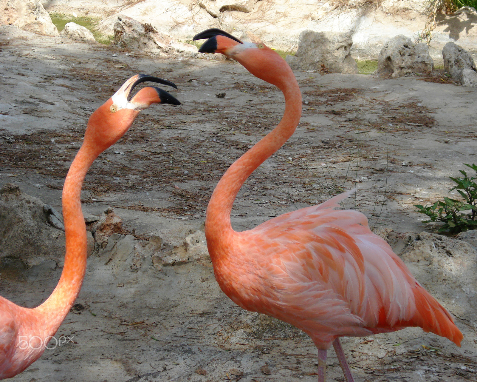 Sony DSC-W70 sample photo. Pink flamingos photography