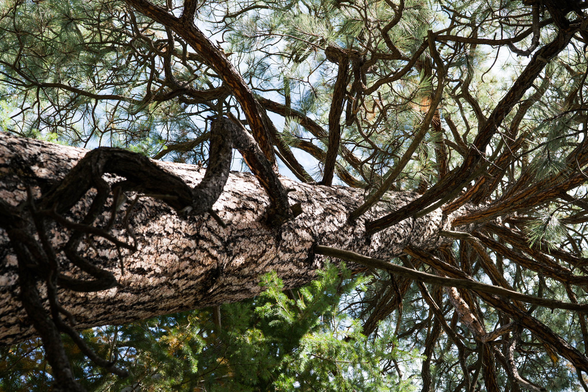 Sony Planar T* FE 50mm F1.4 ZA sample photo. Trees: the original tentacle monsters photography